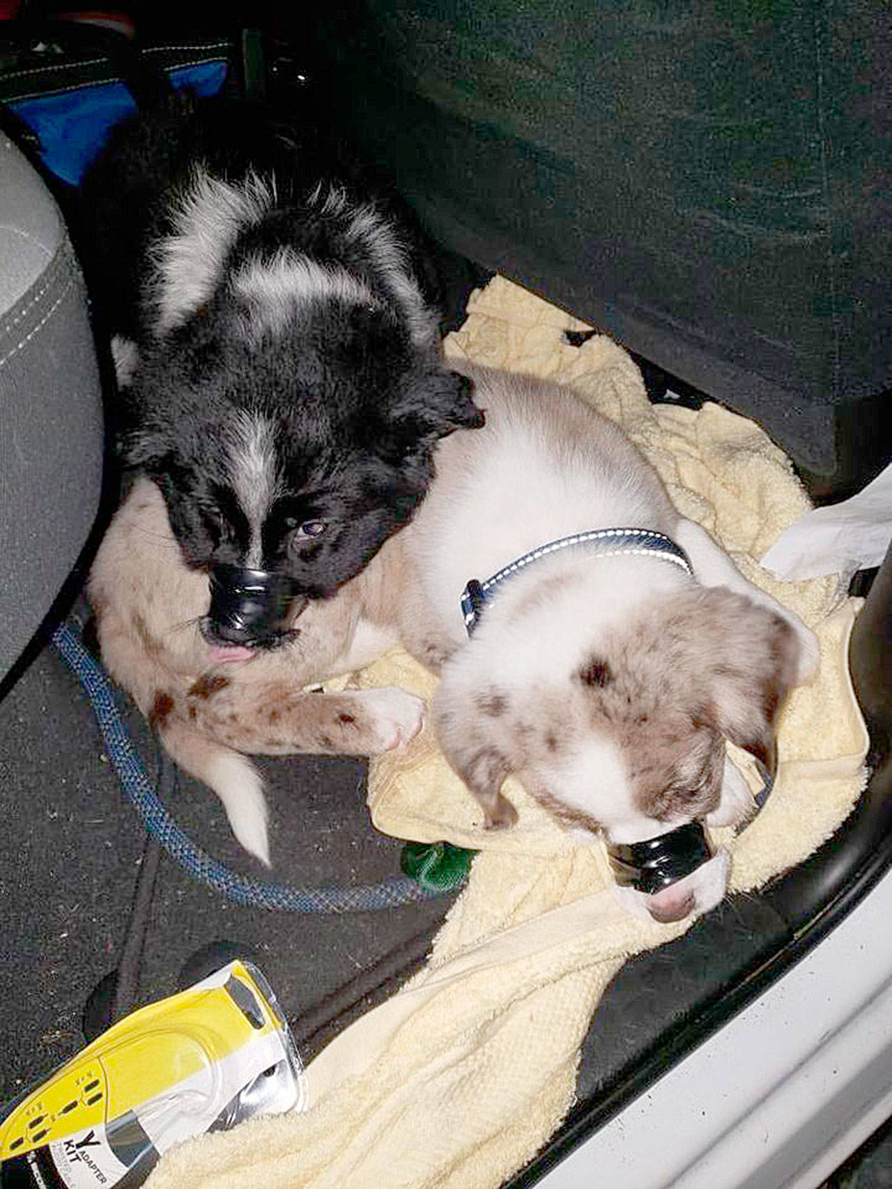 Two approximately 10-week-old puppies were found with their snouts bound by electrical tape. (Olympic Peninsula Narcotics Enforcement Team)