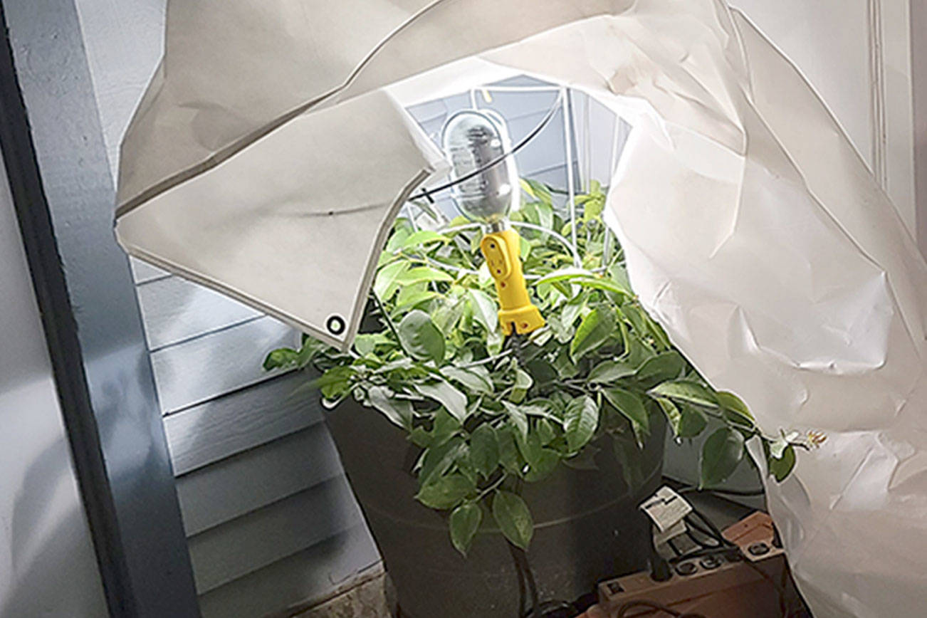Linda keeps her gorgeous lemon trees alive by providing them sunlight in the covered patio. However with the freezing temperatures, a cover and heat provided by a light bulb will keep them warm even during our chilliest evenings. Be creative with your plants. (Andrew May/For Peninsula Daily News)