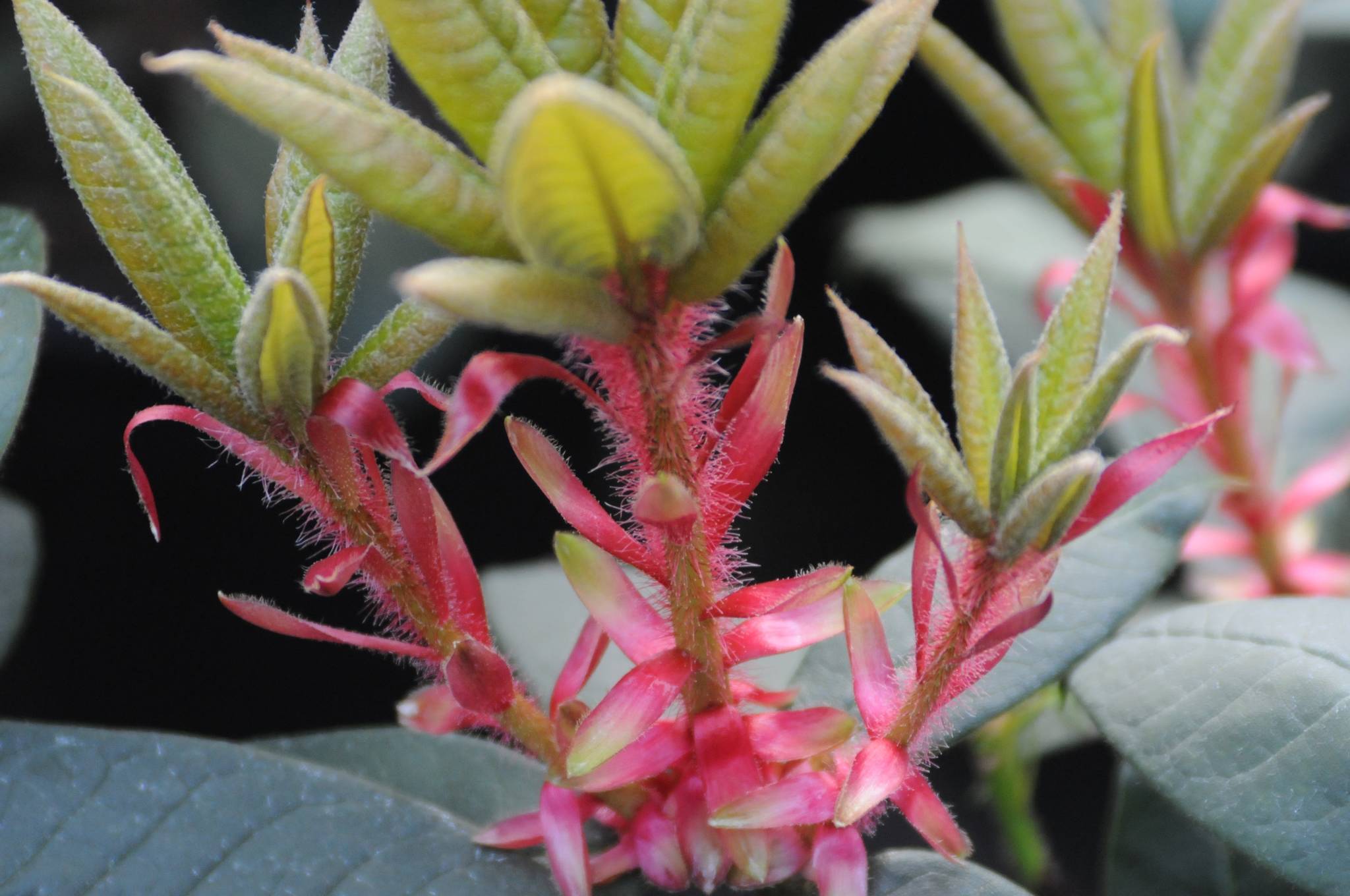 Learn about growing rhododendrons from seed, such as Rhododendron argipeplum, pictured, at the next Green Thumb Garden Tips presentation, held on Zoom on Feb. 11.