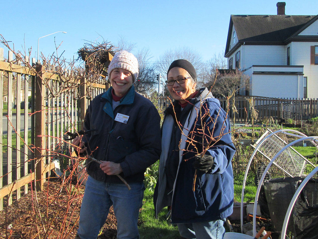 Courtesy photo
Clallam County Master Gardeners Jeanette Stehr-Green, left, and Audreen Williams will discuss blueberry pruning live via Zoom on Saturday.
Clallam County Master Gardeners Jeanette Stehr-Green, left, and Audreen Williams will discuss blueberry pruning live via Zoom on Saturday, Feb. 13. (Courtesy photo)