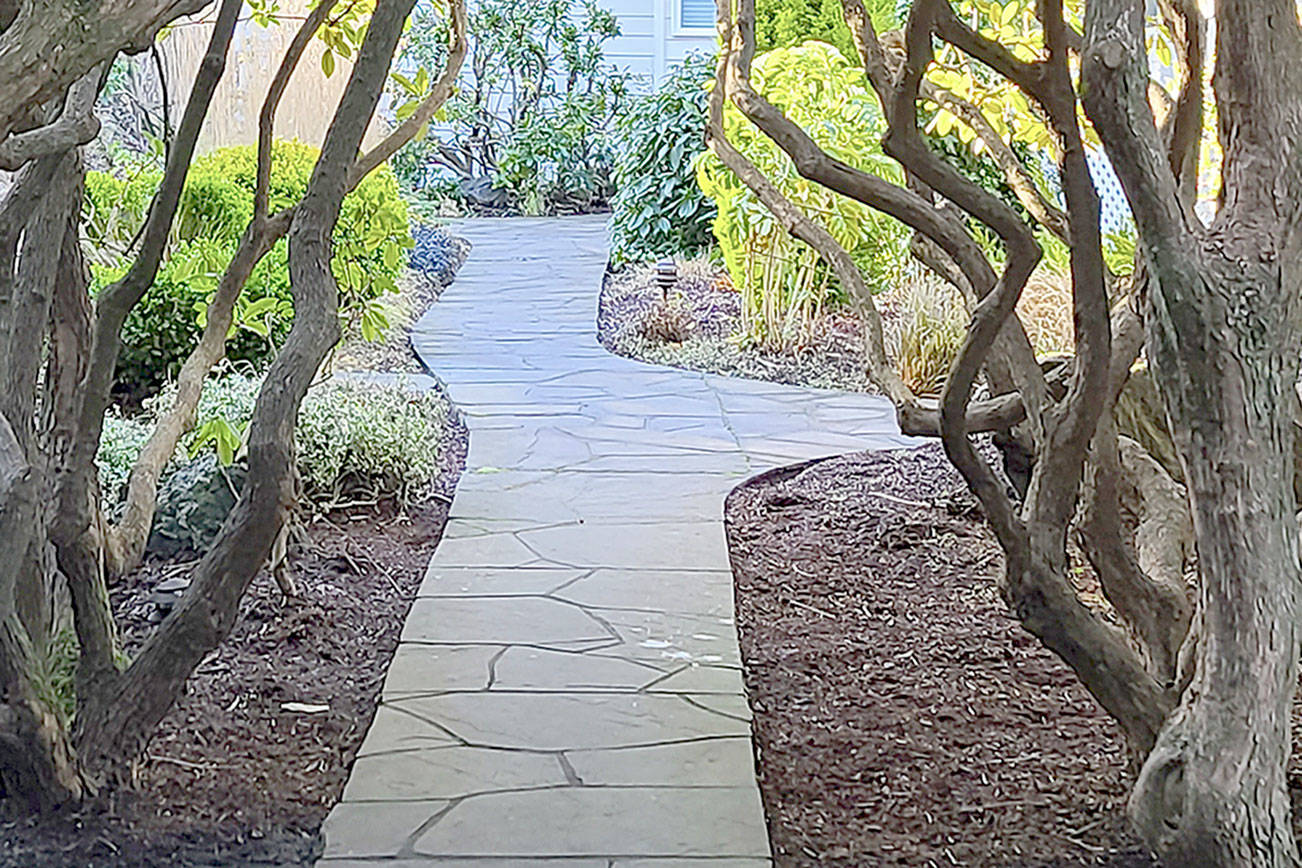 Andrew May/For Peninsula Daily News   February is the ideal time to be pruning many of your plants, such as cleaning out the beautiful rhododendron forest at Colette's B&B.