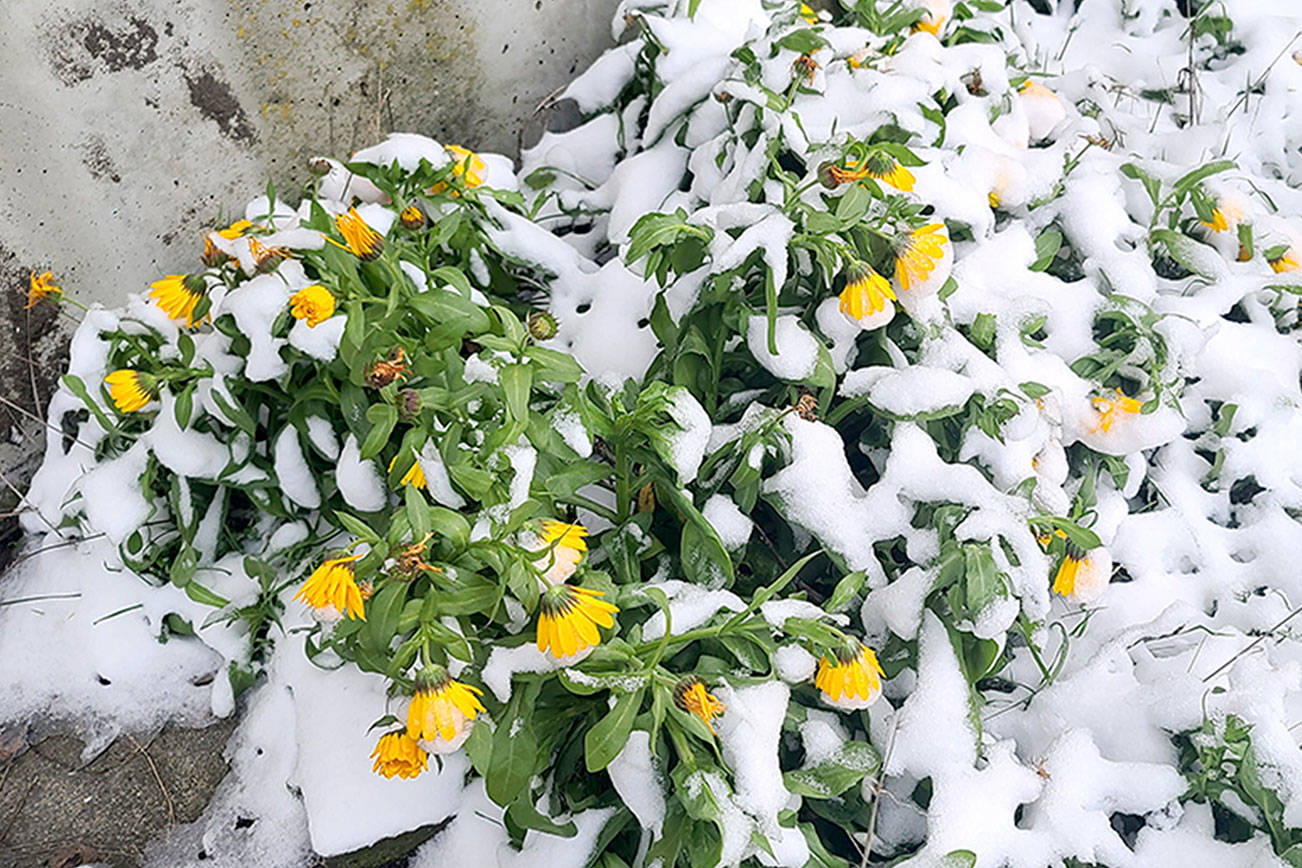 Andrew May/Peninsula Daily News
Gardens around the Peninsula, especially at higher elevations, are peeking out from under snow.