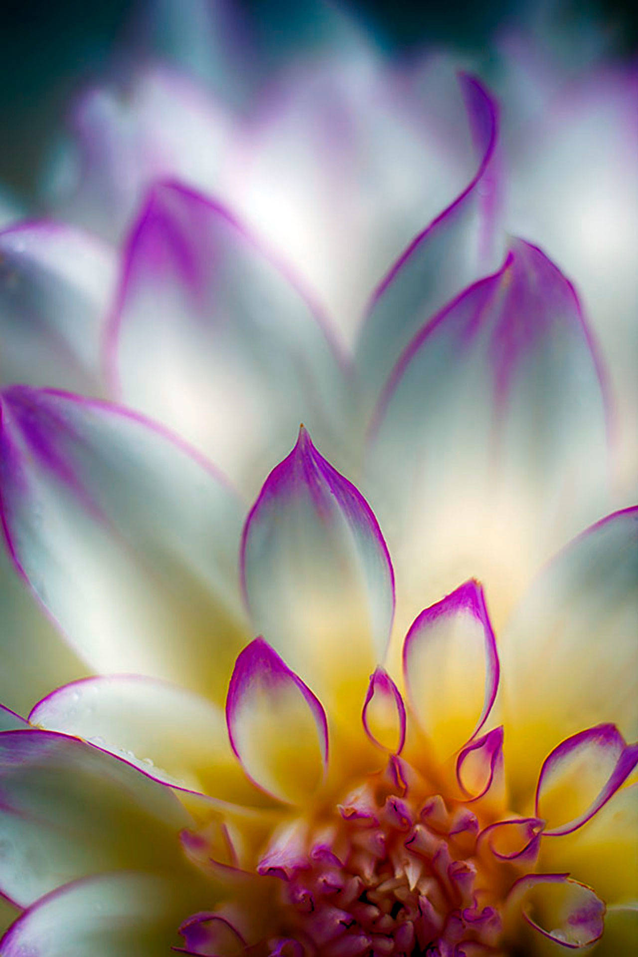 Richard Lawson focuses on one aspect of the flower in “Backyard Dahlia.”