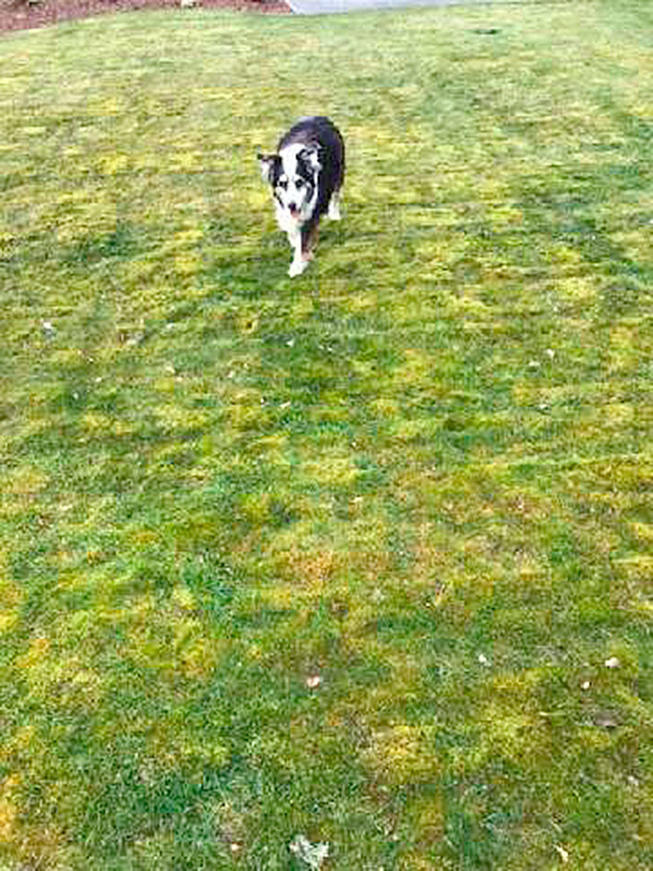 Moske, likes the moss. His mom, Sasha Fochtman, not so much. She wonders how to get rid of the moss in a pet friendly way — not by using chemical killers. (Sasha Fochtman via Andrew May/For Peninsula Daily News)