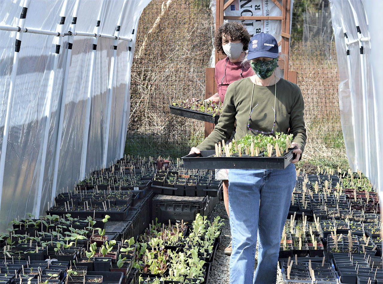 Barbara Tusting, foreground, and Mary Paxton carry a few of the seedlings out of the hoophouse outside Port Townsend’s Quimper Grange garden. The plants are among thousands to go on sale Monday in a fundraiser for the Food Bank Farm & Gardens of Jefferson County. (Diane Urbani de la Paz/Peninsula Daily News)