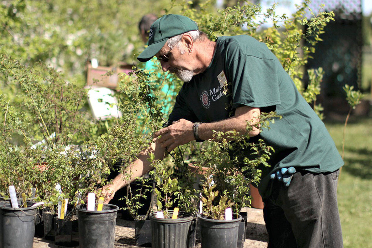 Master Gardener Keith Dekker works in Sequim’s Woodcock Demonstration Garden, headquarters for the Clallam County Master Gardeners’ plant sale. (Photo courtesy of Sandy Macias-Cortez)