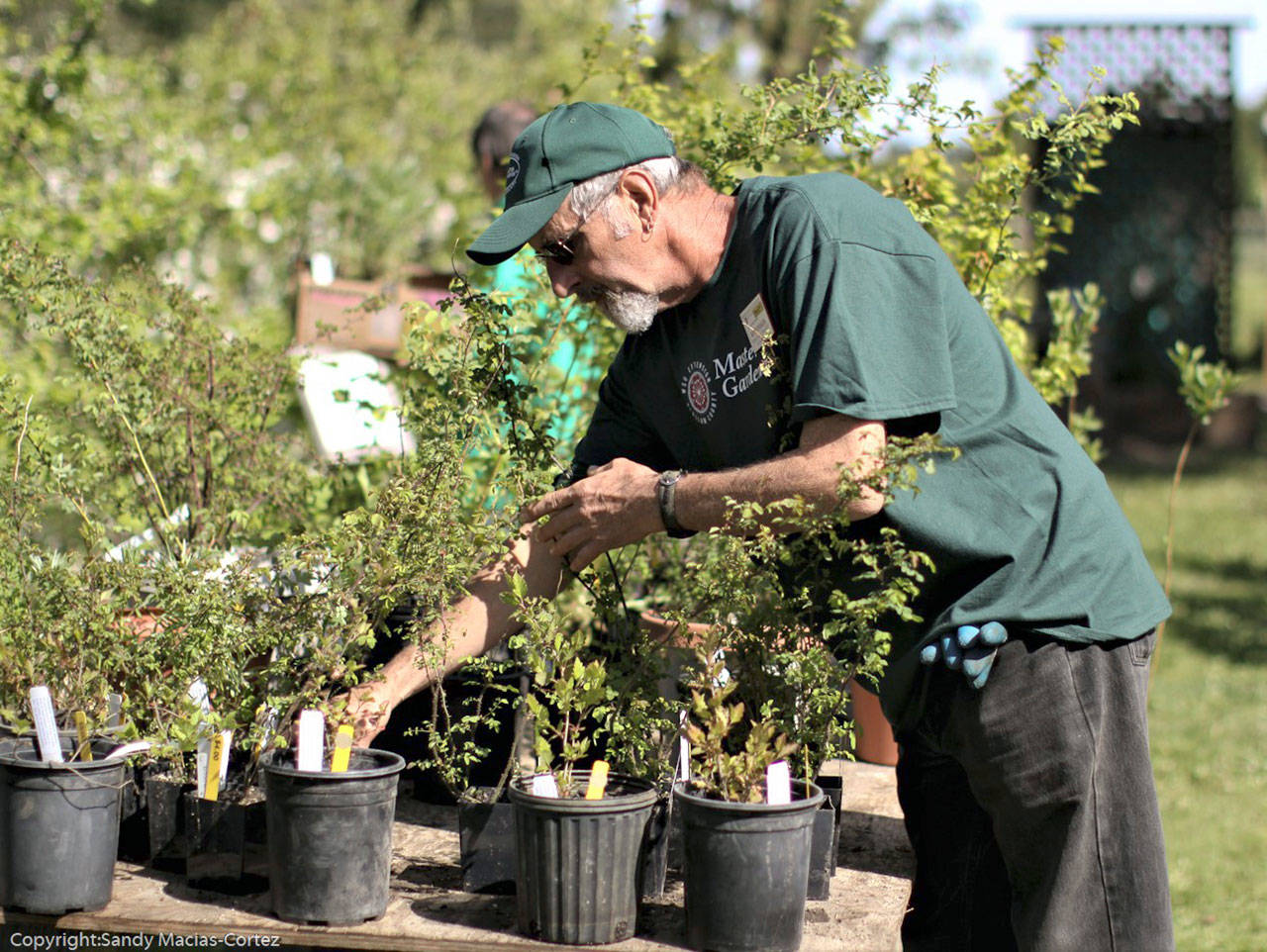 Master Gardener Keith Dekker works in Sequim’s Woodcock Demonstration Garden, headquarters for the Clallam County Master Gardeners’ plant sale. (Photo courtesy of Sandy Macias-Cortez)