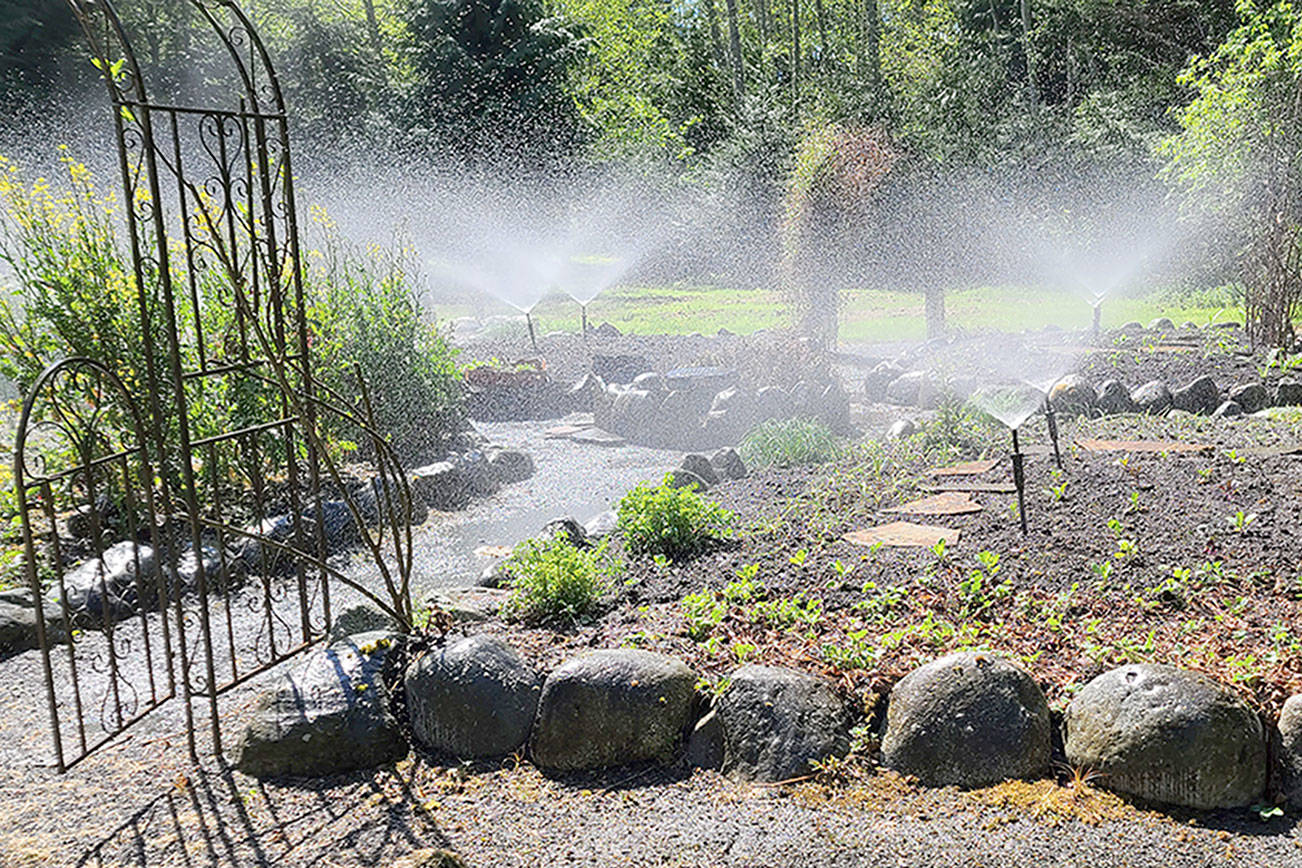 Whenever you plant anew, especially young vegetables and flowers, it's important to water adequately — especially when it's been hot and dry. Beth and Cappy have installed perfect raised irrigation for this crucial requirement. (Andrew May/For Peninsula Daily News)