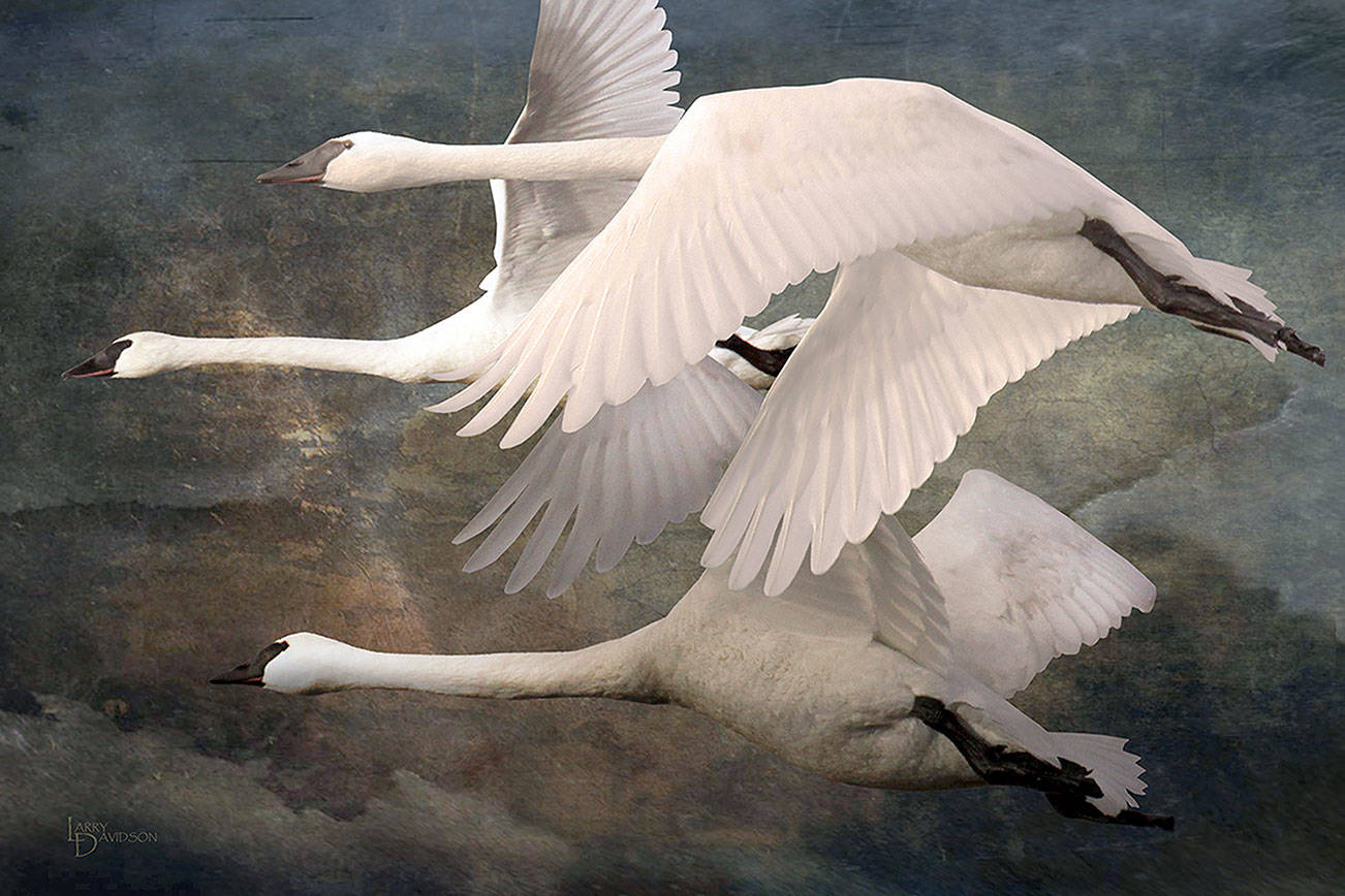 Three to Tangle by LarryDavidson is among those to be displayed inte  Port Ludlow Art League group show for May, which will be online.