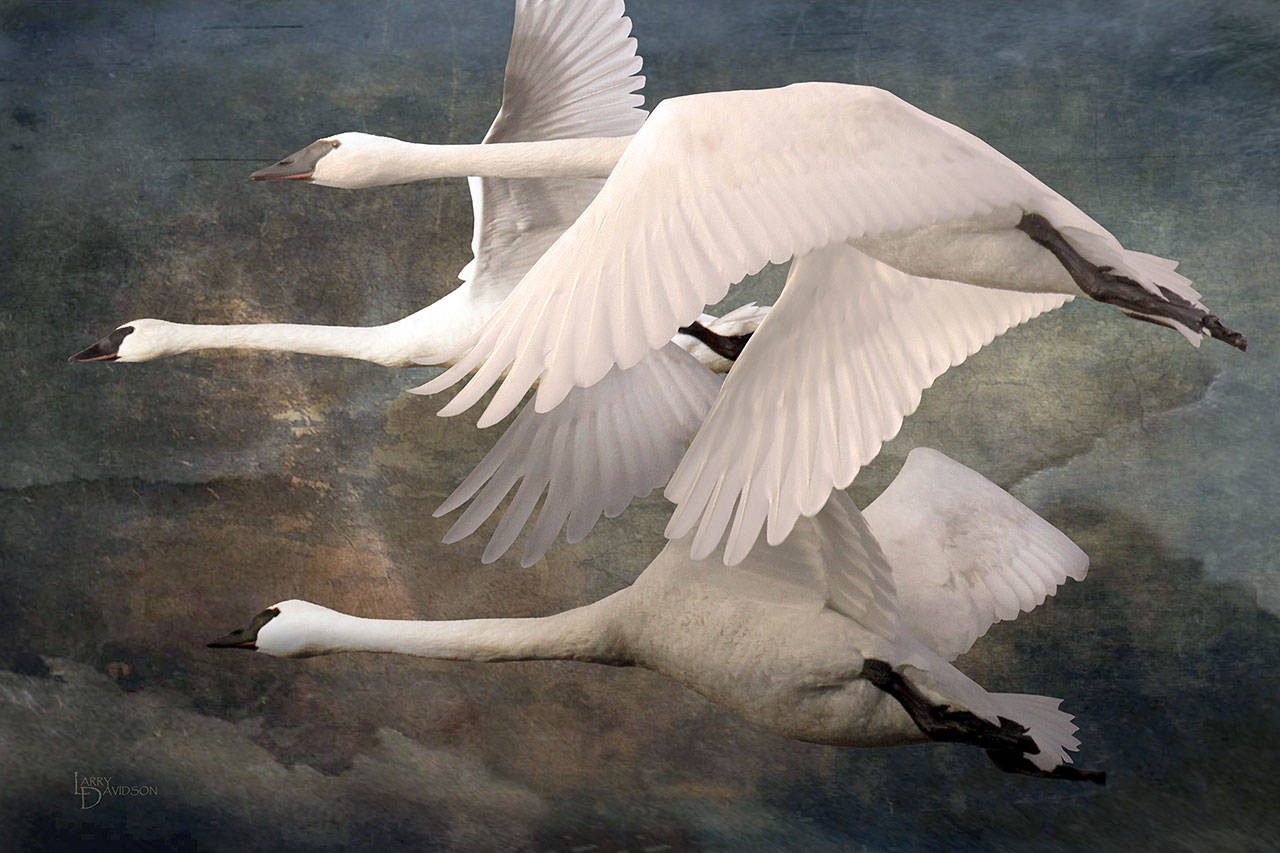 Three to Tangle by LarryDavidson is among those to be displayed inte Port Ludlow Art League group show for May, which will be online.