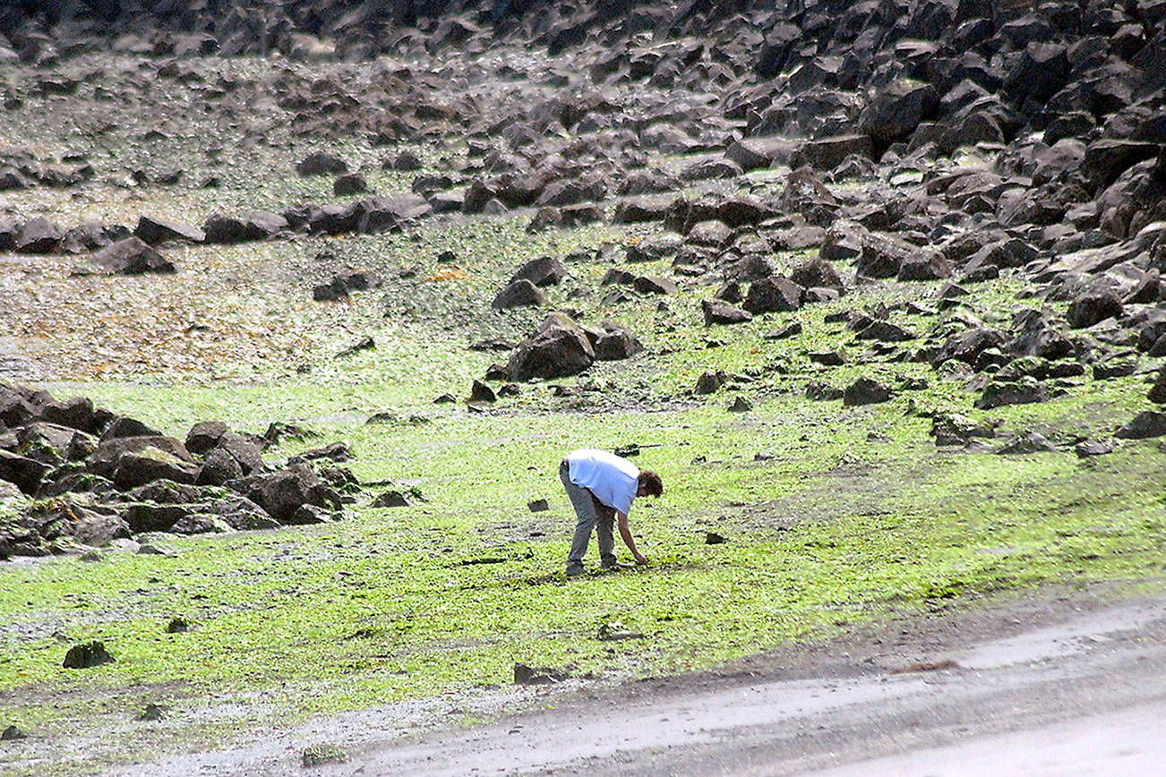 Charles W. Creed of Port Angeles combs for interesting rocks and small sea shells during Thursday’s low tide at Hollywood Beach in Port Angeles. Low tide on Thursday was minus 2.2 feet in Port Angeles with daytime minus tides through Monday. (Keith Thorpe/Peninsula Daily News)