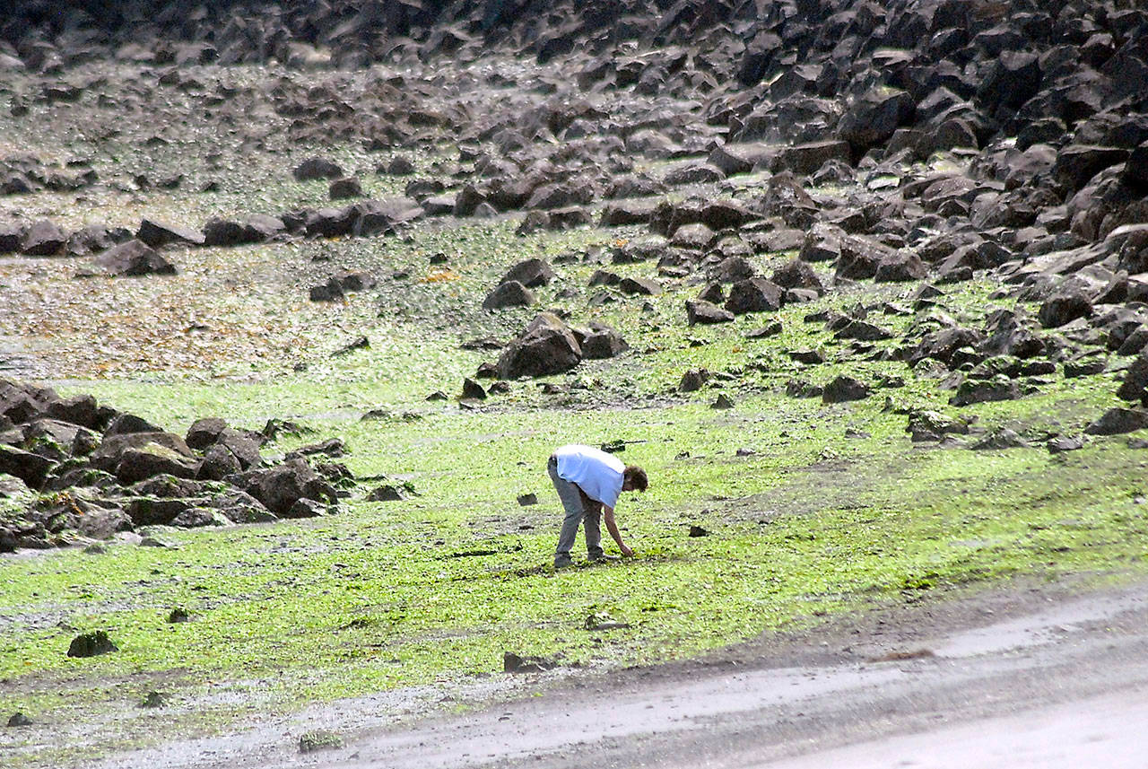 Charles W. Creed of Port Angeles combs for interesting rocks and small sea shells during Thursday’s low tide at Hollywood Beach in Port Angeles. Low tide on Thursday was minus 2.2 feet in Port Angeles with daytime minus tides through Monday. (Keith Thorpe/Peninsula Daily News)