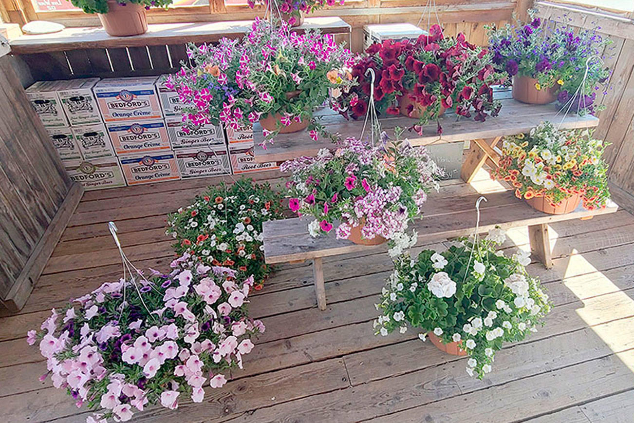 Andrew May/For Peninsula Daily News