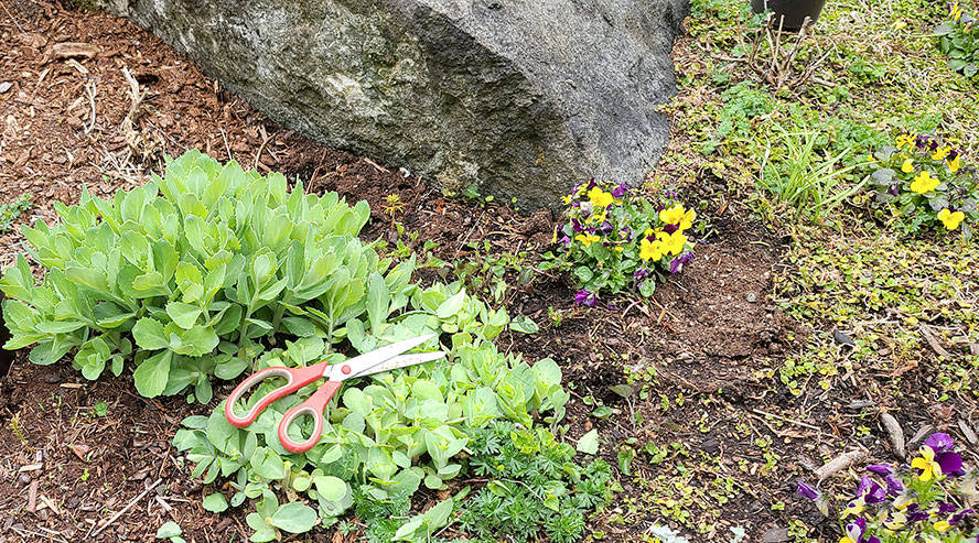 In many gardens, especially the English gardens found at Colette’s Bed and Breakfast, there will be numerous fall blooming plants. The trick to keep asters, mums and fall flowering sedum thick, short and extremely prolific is to cut them back, preferably twice, before the Fourth of July. (Andrew May/For Peninsula Daily News)