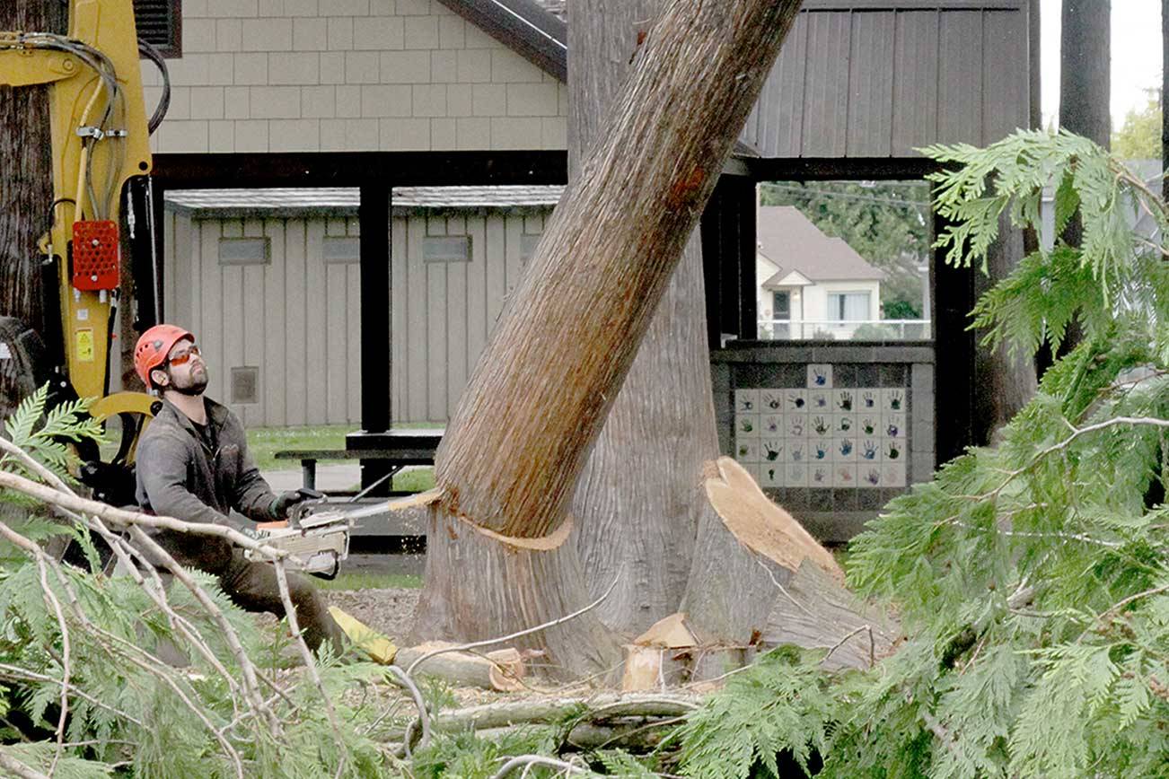 Brian Kilmer of Sitkum Tree Service falls the third of 15 trees Monday at the site of the Generation II Dream Playground at Erickson Playfield in Port Angeles. Cedars and firs that ring the playground at Race and Third streets are being removed to ensure clear lines of sight and to protect the new surface. They will be replaced with twice as many smaller, non-native trees to double the amount of tree canopy once they mature. The playground is expected to reopen Wednesday. (Dave Logan/for Peninsula Daily News)