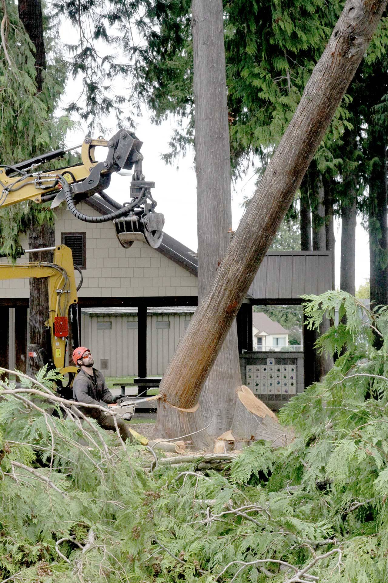 Brian Kilmer of Sitkum Tree Service falls the third of 15 trees Monday at the site of the Generation II Dream Playground at Erickson Playfield in Port Angeles. Cedars and firs that ring the playground at Race and Third streets are being removed to ensure clear lines of sight and to protect the new surface. They will be replaced with twice as many smaller, non-native trees to double the amount of tree canopy once they mature. The playground is expected to reopen Wednesday. (Dave Logan/for Peninsula Daily News)