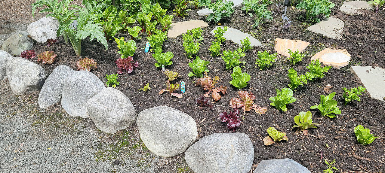 With the advent of June, continue sowing seeds in your garden such as radishes, lettuce and greens. (Andrew May/For Peninsula Daily News)