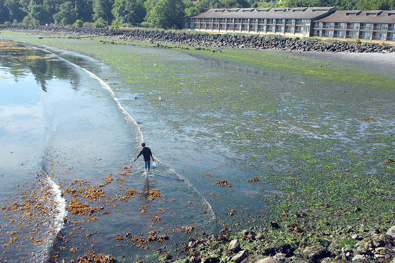 Keith Thorpe/Peninsula Daily News
A beachcomber, who asked not to be identified, roams the waterline at Hollywood Beach in Port Angeles on Friday during the lowest tide of the year. Port Angeles and Sequim each experienced a minus 3.3 tide, Crescent Bay and Neah Bay dropped to minus 3.0, La Push was minus 2.9 and Port Townsend was minus 3.7. Minus times will continue today and Monday at locations around the North Olympic Peninsula.