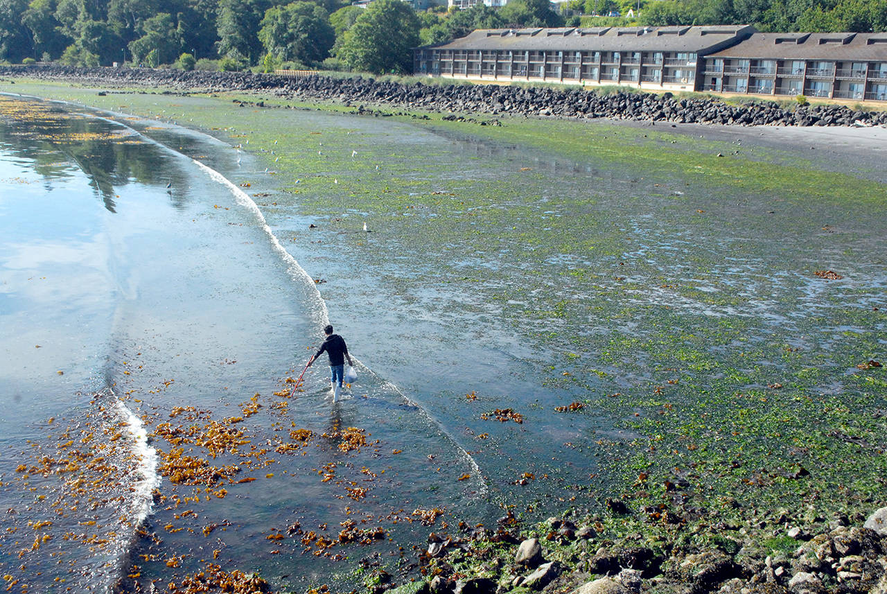 A beachcomber, who asked not to be identified, roams the waterline at Hollywood Beach in Port Angeles on Friday during the lowest tide of the year. Port Angeles and Sequim each experienced a -3.3 tide, Crescent Bay and Neah Bay dropped to -3.0, La Push was -2.9 and Port Townsend was -3.7. Minus tides will continue today and Monday at locations around the North Olympic Peninsula. (Keith Thorpe/Peninsula Daily News)