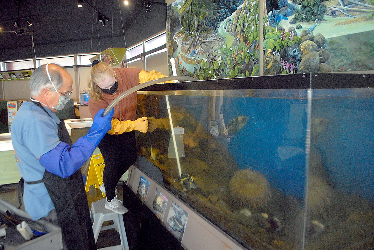 Feiro Marine Life Center docents Tom Herber, left, and Mary Cochran clean a fish tank on Thursday in preparation for today’s reopening to walk-up guests. (Keith Thorpe/Peninsula Daily News)