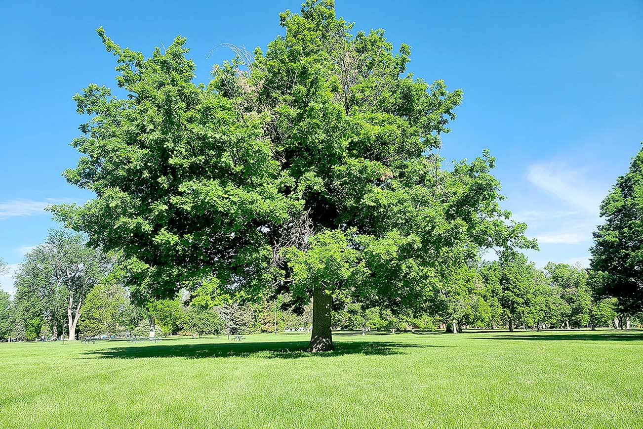 To help reduce fire danger around your home, keep your grass cut, stack firewood away from your house and cut back shrubs and climbing trees. (Kevy Michaels via Unsplash)
