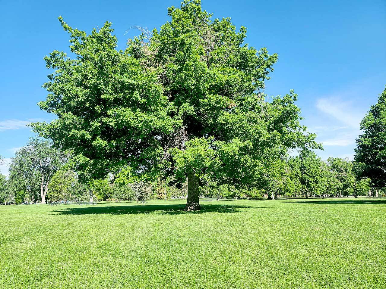 To help reduce fire danger around your home, keep your grass cut, stack firewood away from your house and cut back shrubs and climbing trees. (Kevy Michaels via Unsplash)