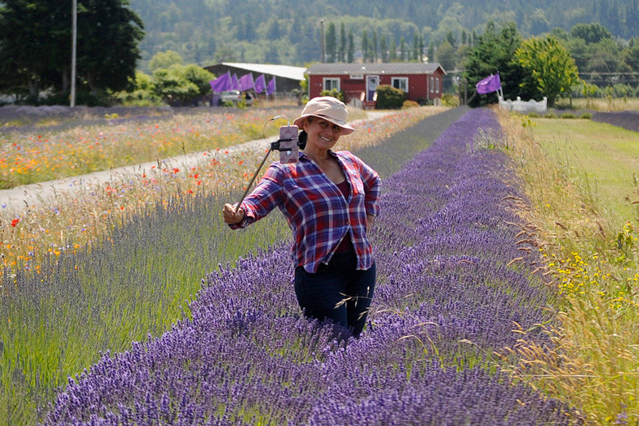 Velia Bobadilla of Illinois stops by Washington Lavender for some photos during her recent road trip. Bobadilla said she went to five lavender farms in one day, and visiting Washington was on her dream list. (Matthew Nash/Olympic Peninsula News Group)