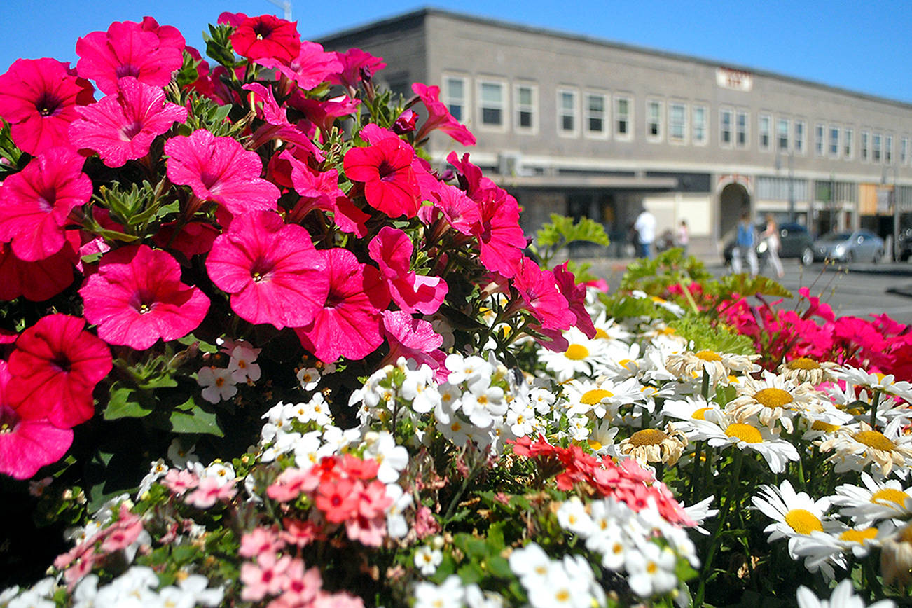 Keith Thorpe/Peninsula Daily News
A variety of flowers bloom in a city planter on Thursday in downtown Port Angeles. Numerous planters scattered around the downtown area add splashes of color for visitors and residents alike.