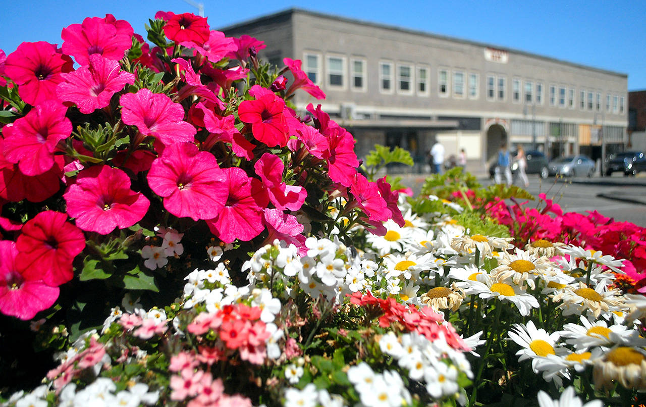A variety of flowers bloom in a city planter on Thursday in downtown Port Angeles. Numerous planters scattered around the downtown area add splashes of color for visitors and residents alike. (Keith Thorpe/Peninsula Daily News)
