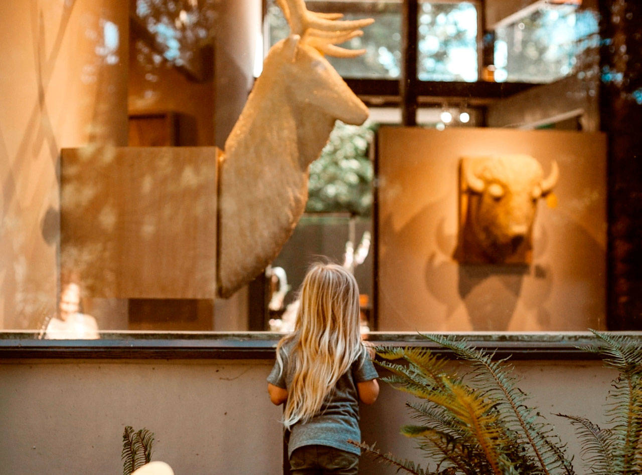 A young girl looks through a window at the Port Angeles Fine Arts Center at the exhibit “Conservation From Here” by artist Joseph Rossano. A presentation Thursday will key off the show, done in partnership with Olympic National Park. (Jordyn Owen)