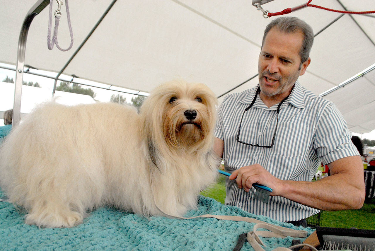 <strong>Photos by Keith Thorpe</strong>/Peninsula Daily News
Top: Kathryn Kudron of Port Angeles parades with Gavin, a great dane, during judging Saturday at Carrie Blake Park in Sequim. Above: Michael Bryant of Everett brushes the coat of G.G., a Havanese, prior to entering the show ring at the Hurricane Ridge Kennel Club’s All-Breed Show and Agility Trials. The event, which continues today at
8 a.m., brought in hundreds of dogs from across the region for the American Kennel Club-sanctioned show.