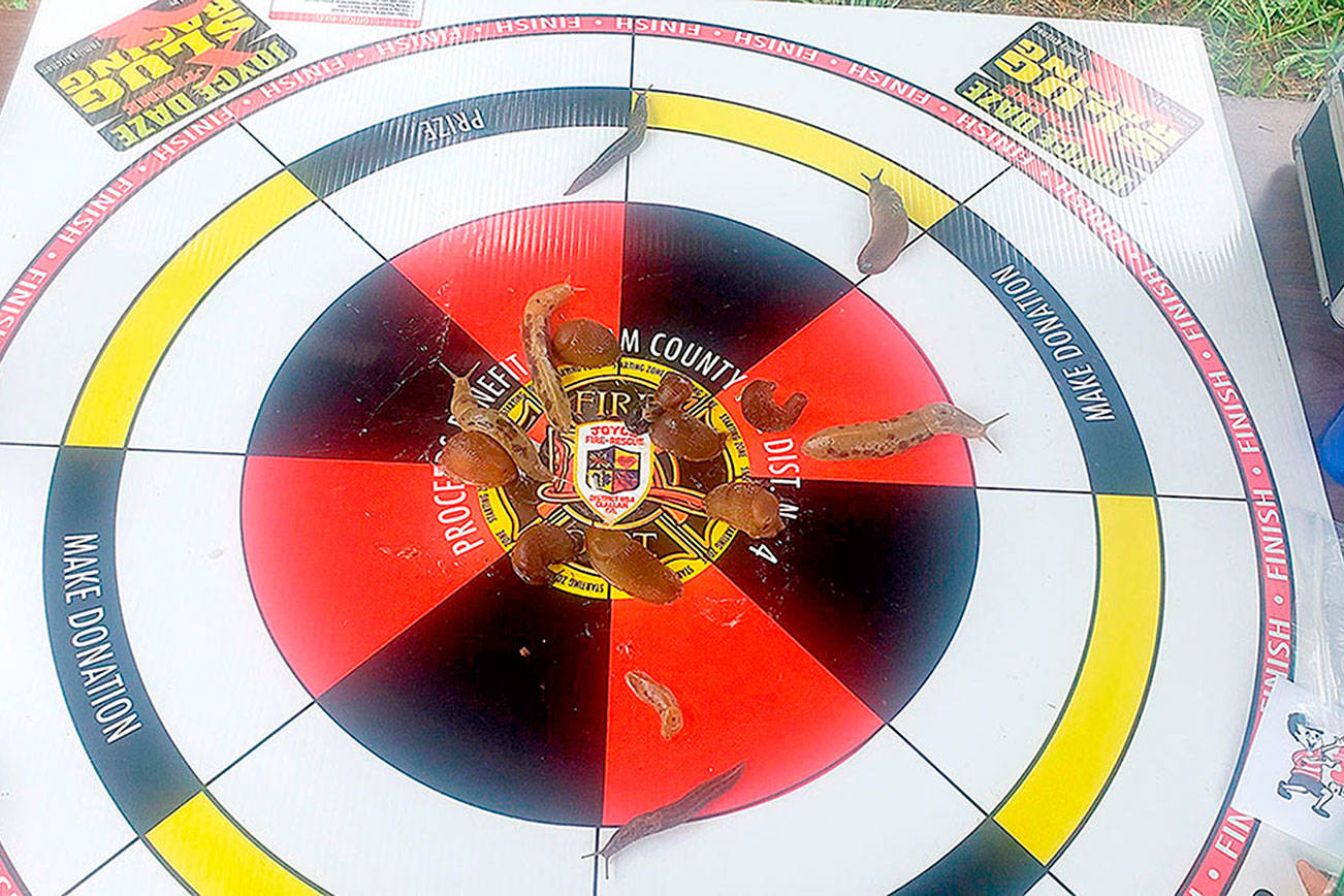 Photo by Sam Nugent
Competitors jockey for position in the Extreme Slug Racing in Joyce this weekend. The event raised a record $801 in donations to Clallam County Fire District No.4. The event is sponsored by Family Kitchen of Joyce, Wilder Auto, Fogtown Coffee and Bedford Sodas. No slugs were harmed and they were released back to the wild after the races.