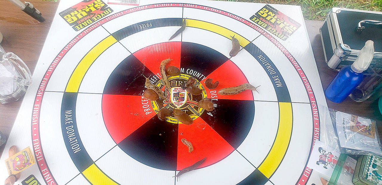 Turbo the slug came, he saw and he conquered at Joyce Daze this weekend. (Sam Nugent photo)