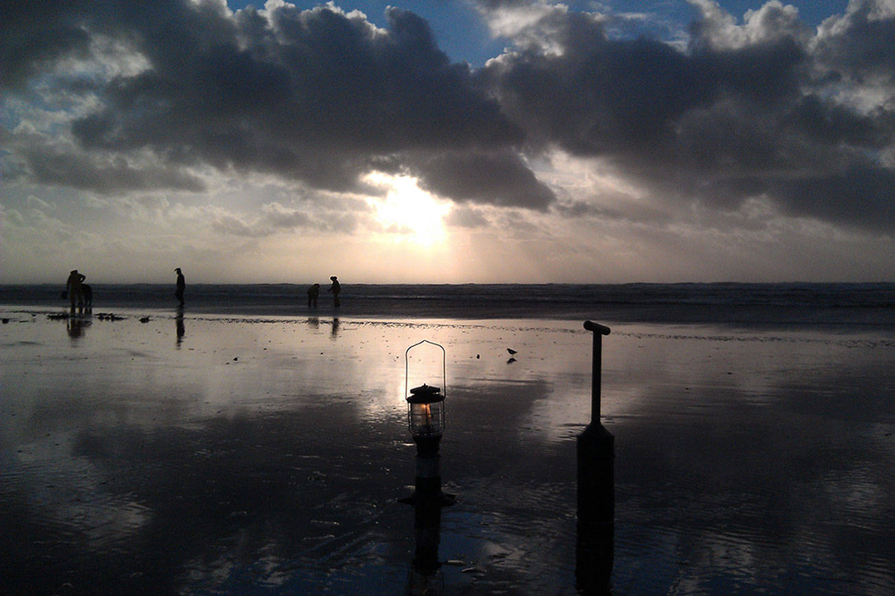 Razor clam diggers should expect a banner harvest season in 2021-2022 with record-size numbers of clams at many ocean beaches. (Photo courtesy of State Department of Fish and Wildlife)