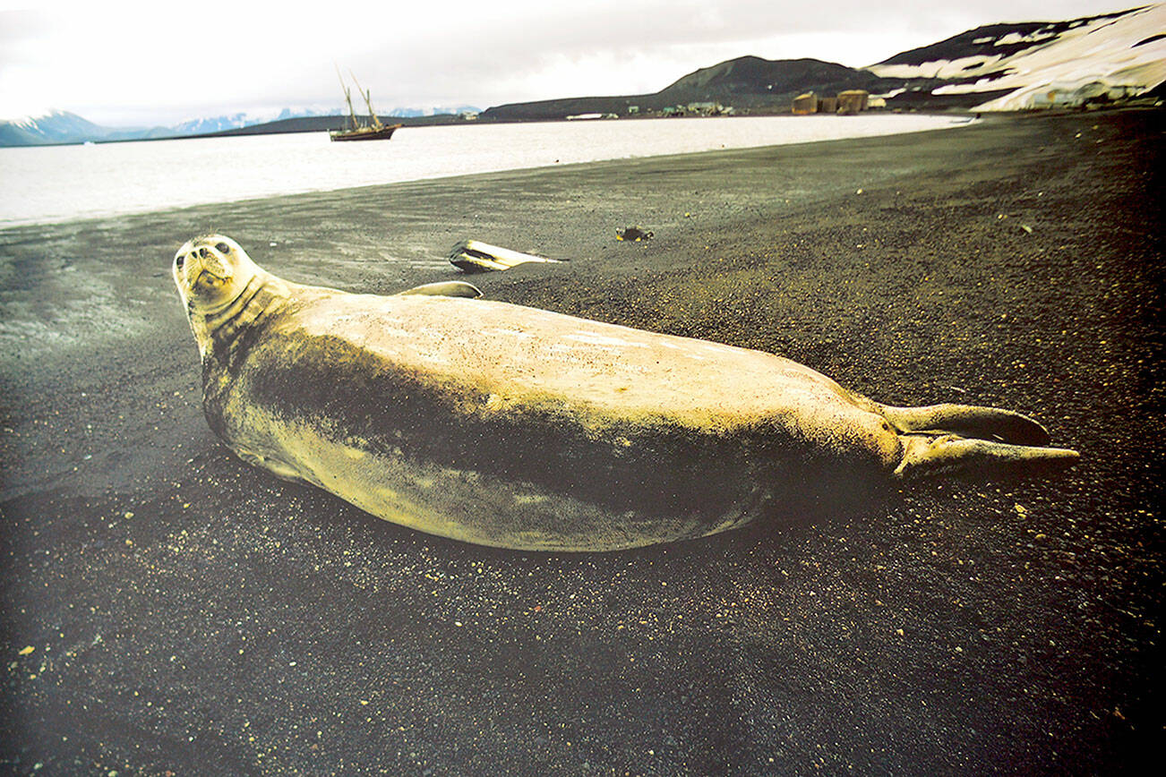 A harp seal lying beside the Gulf of St. Lawrence is among the images in Bill Curtsinger's show at the Grover Gallery  in Port Townsend through Oct. 31. photo by Bill Curtsinger