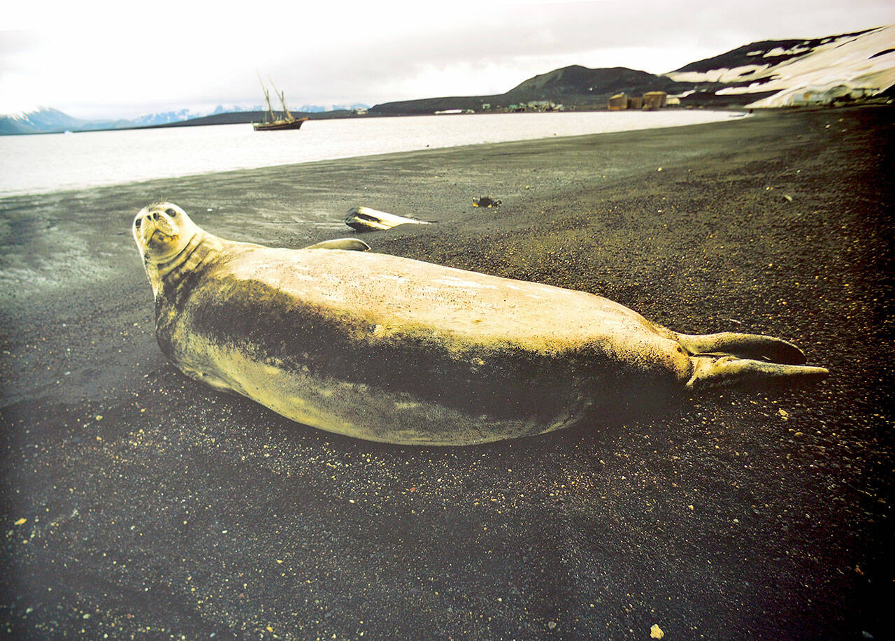 A harp seal lying beside the Gulf of St. Lawrence is among the images in Bill Curtsinger's show at the Grover Gallery  in Port Townsend through Oct. 31. (Photo by Bill Curtsinger)