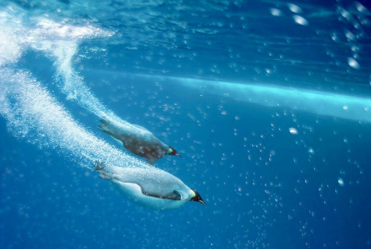 Emperor penguins are among the creatures Bill Curtsinger of Port Townsend photographed during his career with National Geographic. Curtsinger and his collaborator, nature writer Kenneth Brower, will host an online conversation about their work together Sunday afternoon. (Photo copyright Bill Curtsinger)