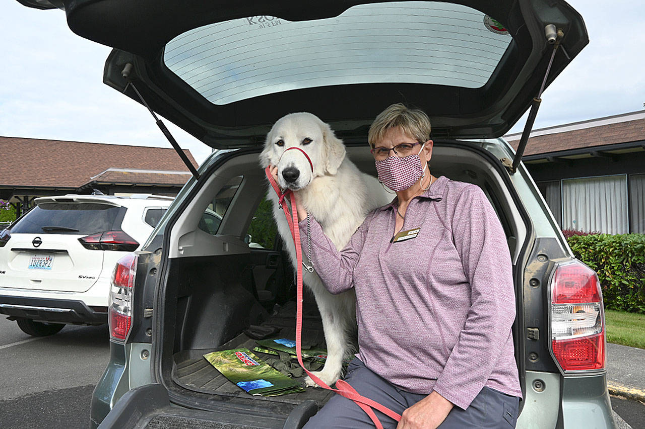 Susan Sorensen takes Thor, a Maremma sheepdog she and Don Sorensen own, to Sherwood Assisted Living. It’s the third dog Sorensen has taken to senior facilities to help lift spirits of the residents. (Michael Dashiell/Olympic Peninsula News Group)