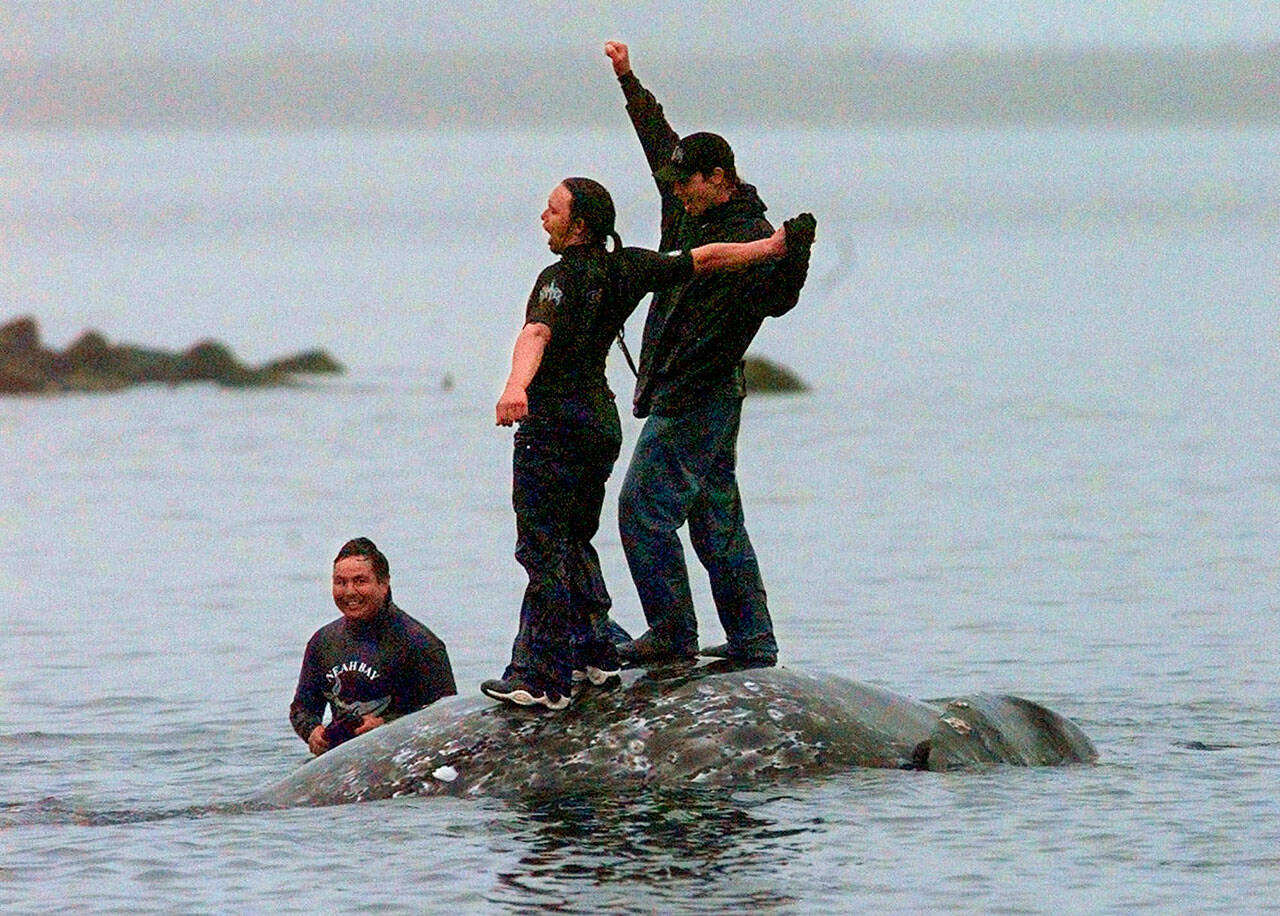 In this May 17, 1999 photo, two Makah Indian whalers stand atop the carcass of a dead gray whale moments after helping tow it close to shore in the harbor at Neah Bay, Wash. Earlier in the day, Makah Indians hunted and killed the whale in their first successful hunt since voluntarily quitting whaling over 70 years earlier. Two decades after the Makah Indian tribe in the northwestern corner of Washington state conducted its last legal whale hunt from a hand-carved canoe, lawyers, government officials and animal rights activists will gather in a small hearing room in Seattle to determine whether the tribe will be allowed once again to harpoon gray whales as its people had done from time immemorial. (AP Photo/Elaine Thompson)