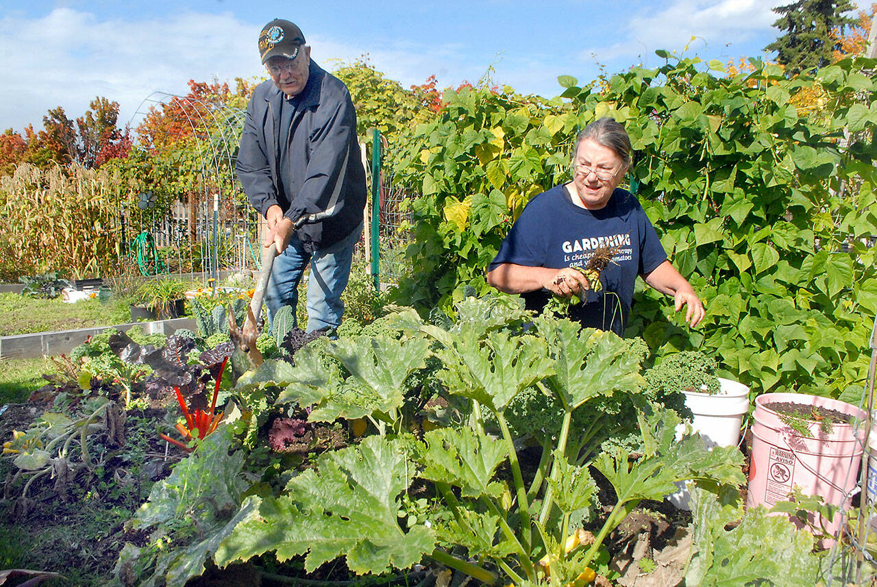 Floyd Liljedahl, left, and Kathy Moses, both of Port Angeles, remove weeds from a garden plot planted for the benefit of the Port Angeles Food Bank on Wednesday at the Fifth Street Community Garden. They have been harvesting fresh vegetables for distribution from the food bank. (Keith Thorpe/Peninsula Daily News)