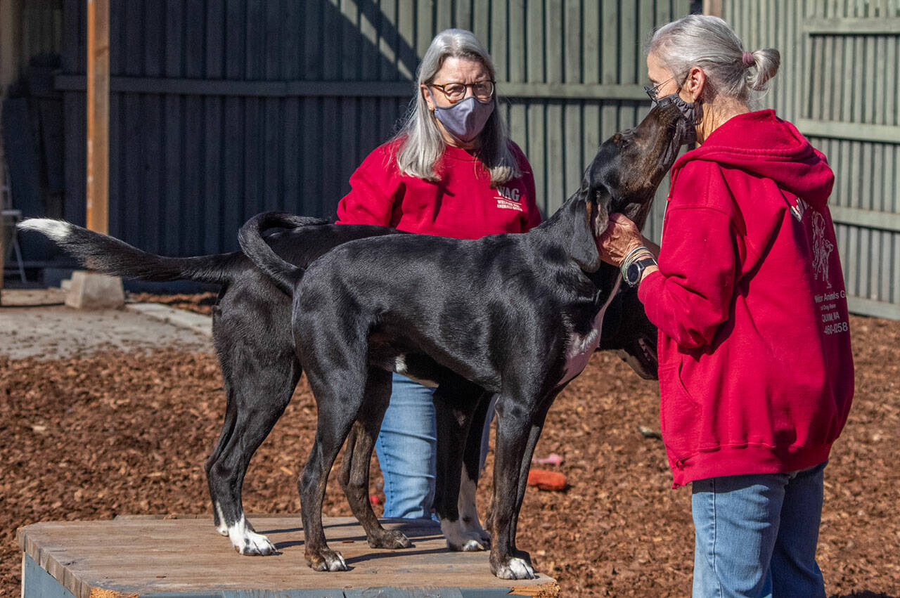 Hank the hound gives Joy Brown a kiss from the agility equipment that she and her husband Cliff Brown built at WAG in Sequim. Vice President Deb Bemm stands behind Franco the hound. Both young dogs need lots of exercise, Brown and Bemm said. They have a dedicated dog walker as well as other volunteers who play and exercise them. (Emily Matthiessen/Olympic Peninsula News Group)