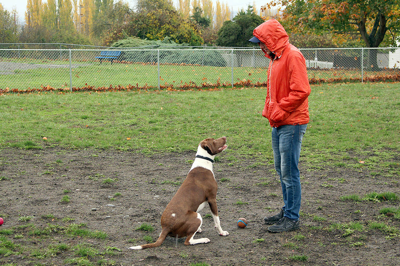 Pit bull/Labrador mix Watson waits for his owner, Joost Besijn of Port Townsend, to kick the ball again while the pair played in the rain Thursday afternoon at the Mountain View Dog Park in Port Townsend. According to AccuWeather, the rain will let up in Port Townsend today through the weekend and will return Monday. (Zach Jablonski/Peninsula Daily News)