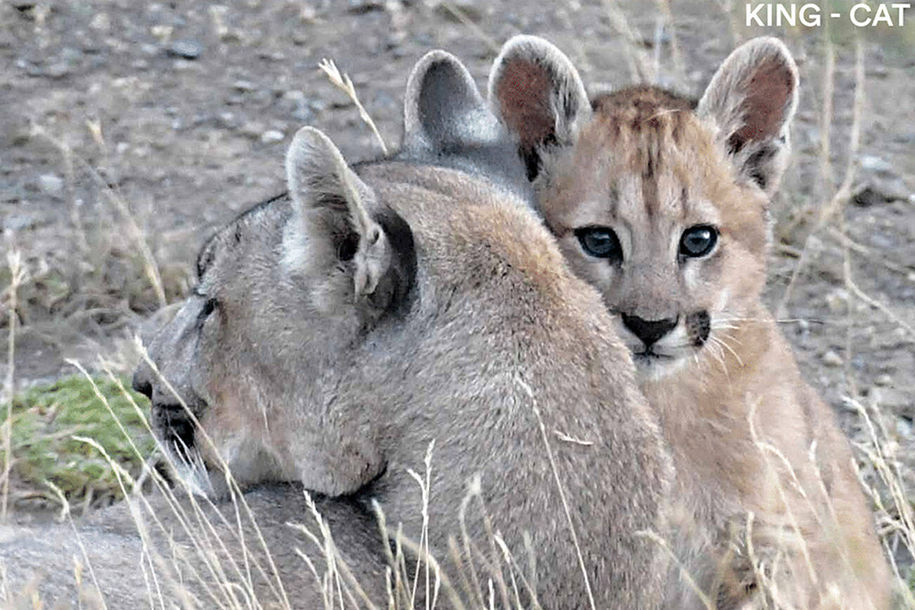 Mark Elbroch of Panthera provided images such as this one for Saturday's Puma Catwalk, a family activity at Robin Hill Park just outside Sequim. photo copyright Mark Elbroch