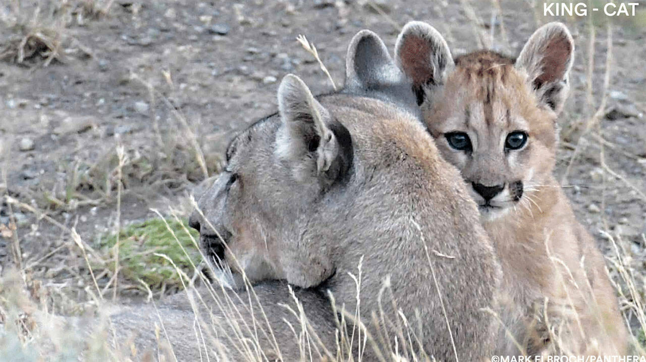 Mark Elbroch of Panthera provided images such as this one for Saturday’s Puma Catwalk, a family activity at Robin Hill Park just outside Sequim. (photo copyright Mark Elbroch)