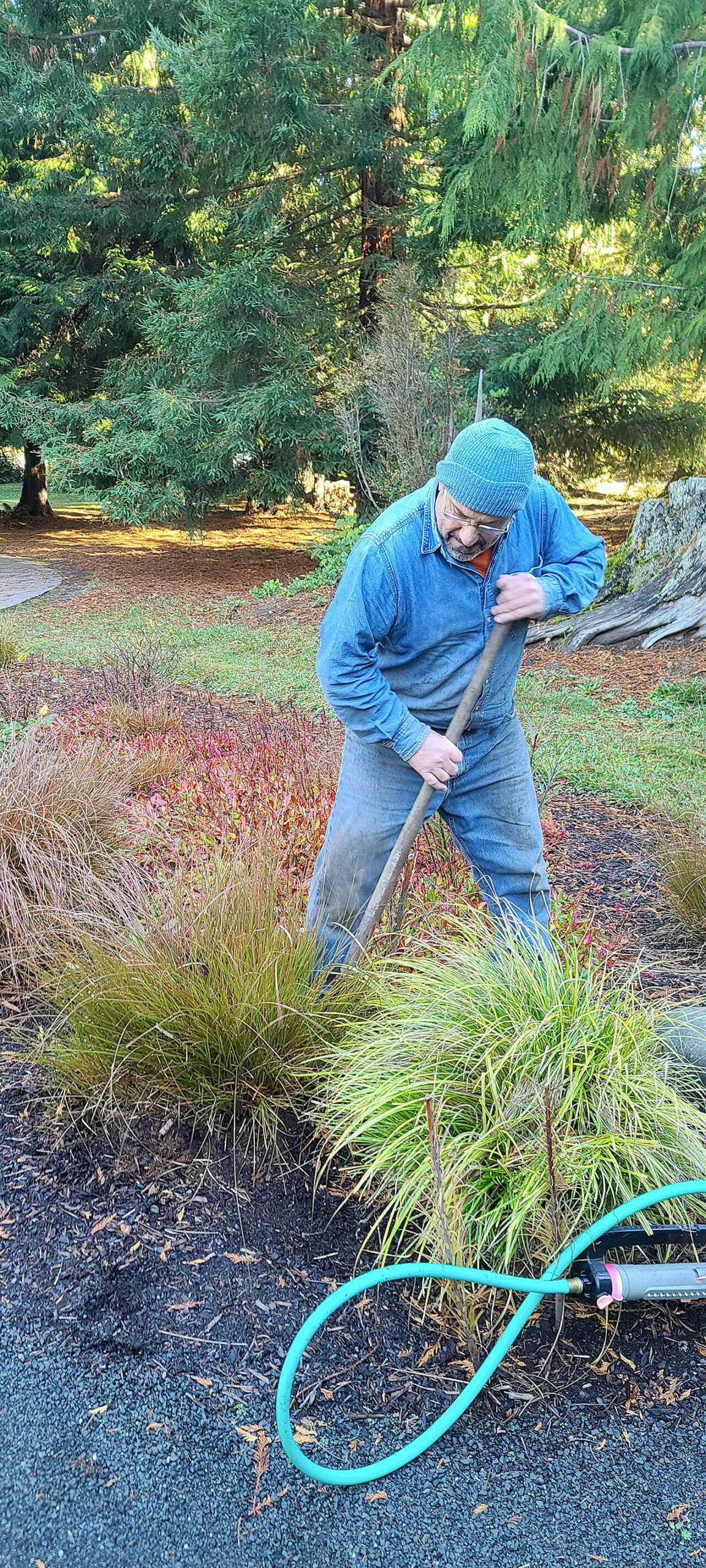 Taking advantage of the ideal time of year, Andrew May transplants bronze sedges out of the rose garden and then will add new roses. (Andrew May/For Peninsula Daily News)