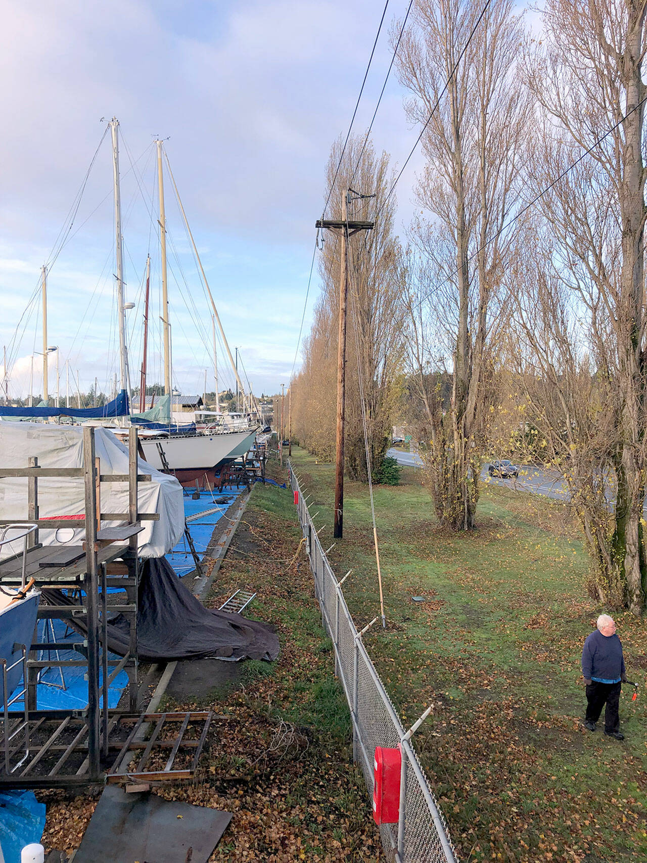 The elderly Lombardy poplars, slated for removal, stand near the boatyard and the power lines along Sims Way in Port Townsend. (Port of Port Townsend)