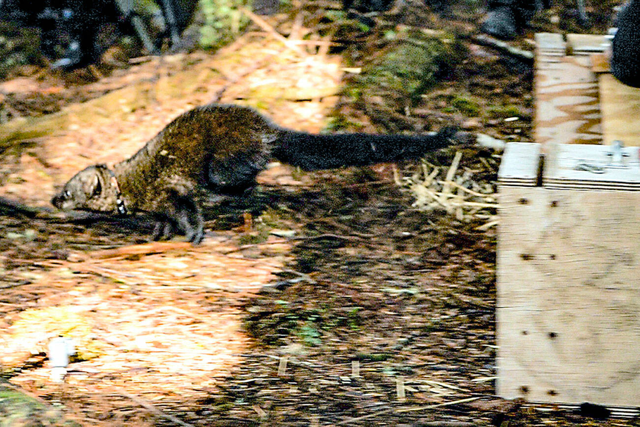 A fisher from Alberta, Canada, is released into a new home in Olympic National Park.