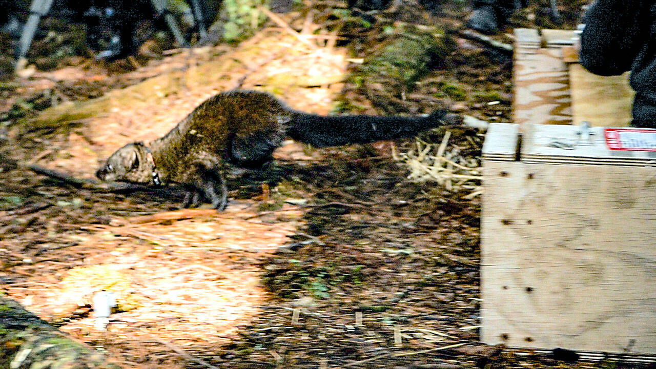 A fisher from Alberta, Canada, is released into a new home in Olympic National Park.