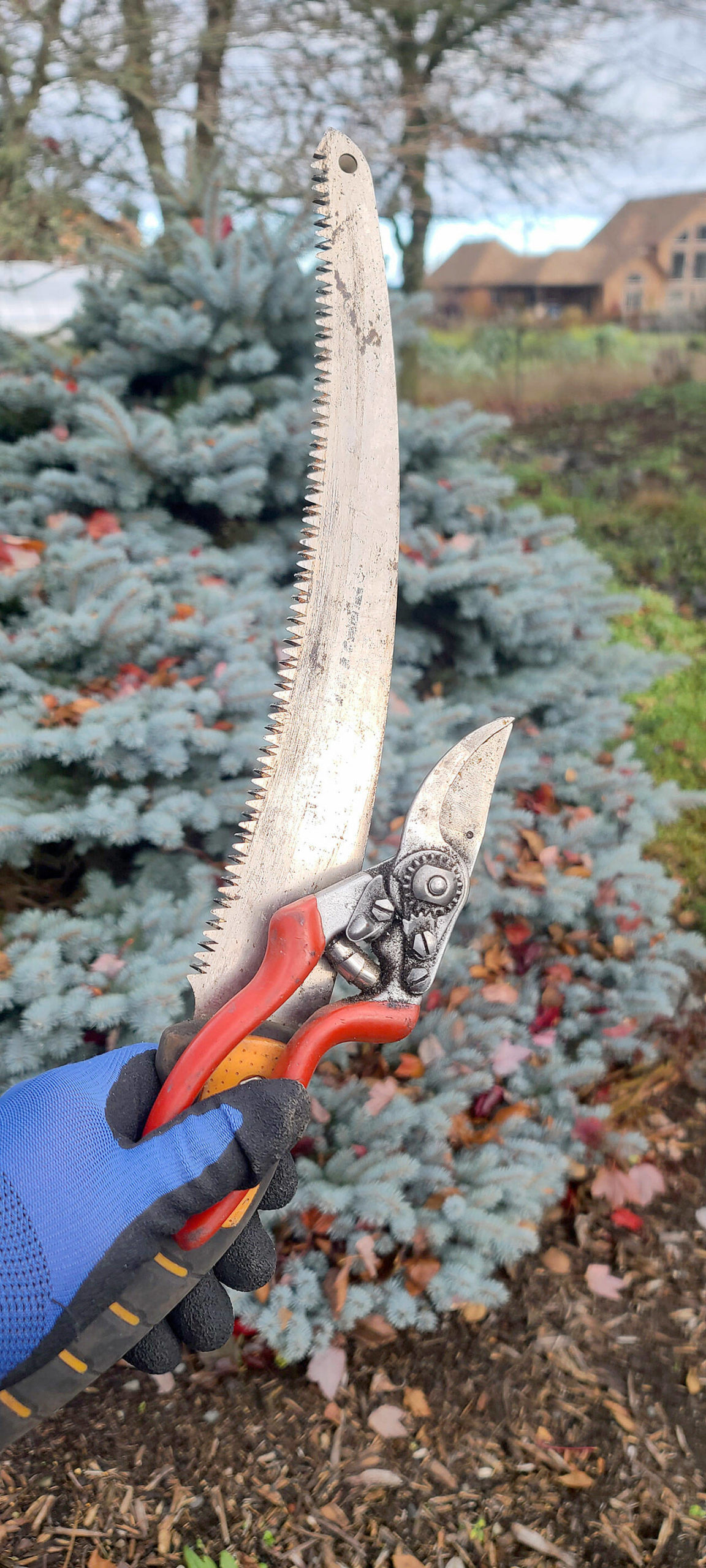 Wearing my nice, dry gloves while preparing to prune with my orchard saw and good pruners — vital components as the next several months are the perfect time to prune. They make wonderful gifts. (Andrew May/For Peninsula Daily News)