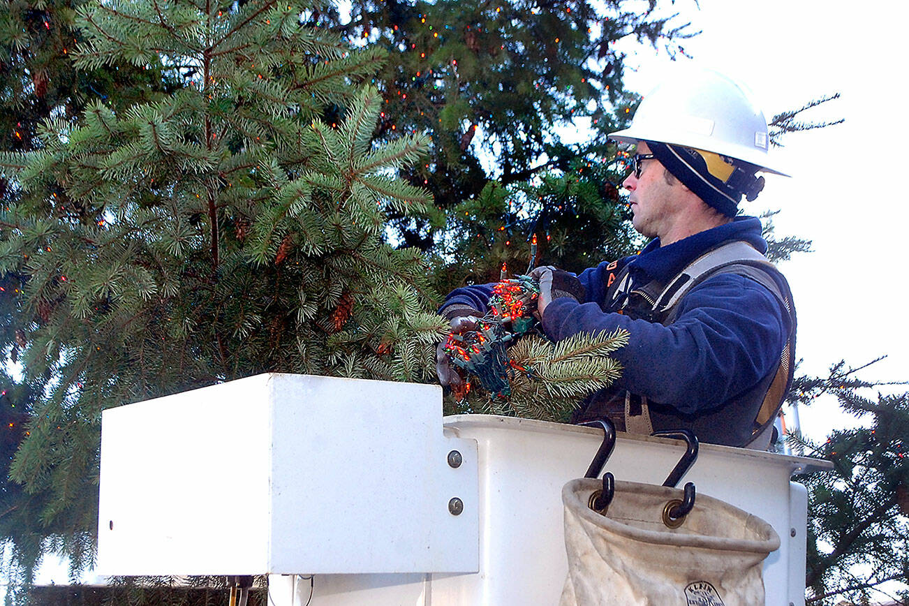 Keith Thorpe/Peninsula Daily News
Port Angeles Parks & Recreation Department employee Eli Hammel strings lholiday lights on the branches of the downtown Port Angeles Christmas Tree on Tiuesday at the Conrad Dyar Memorial Fountain. The tree, acquired from the Port of Port Angeles, will be adorned with about 10,000 lights and will remain lit through the holiday season. Because of COVID-19, there will be no formal ceremony to light the tree this year.